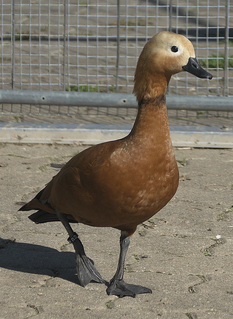 主帅高度评