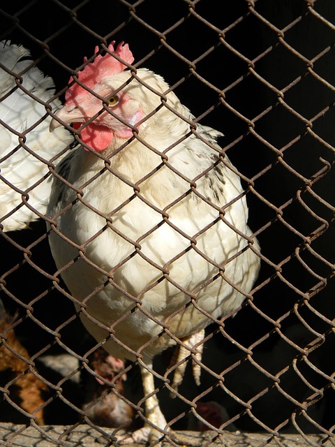 通过稳固的 通过稳固的